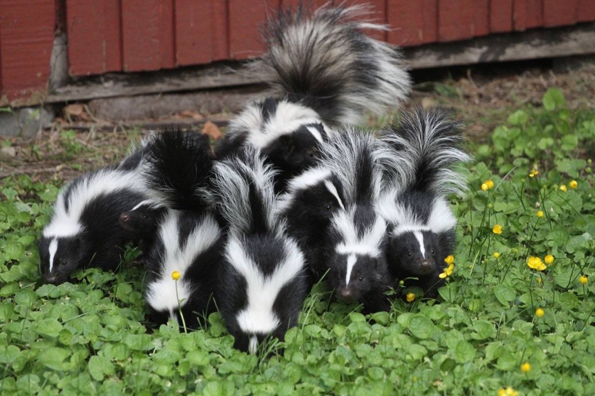 South Surrey’s Jacek Kaim got an honourable mention in last year’s contest for this photo of a skunk family. (Jacek Kaim photo)