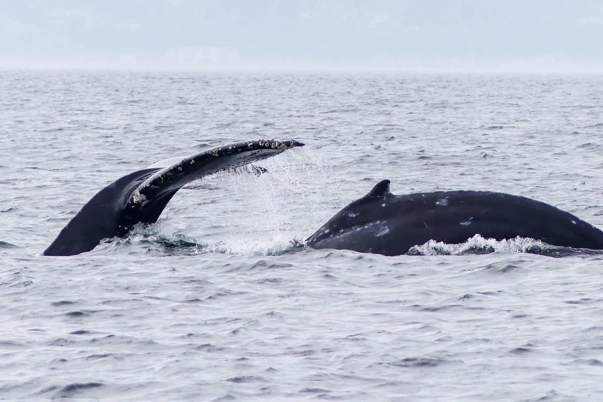Halfpipe with his mother Split Fluke in 2019. Photo courtesy Kaitlin Paquette.