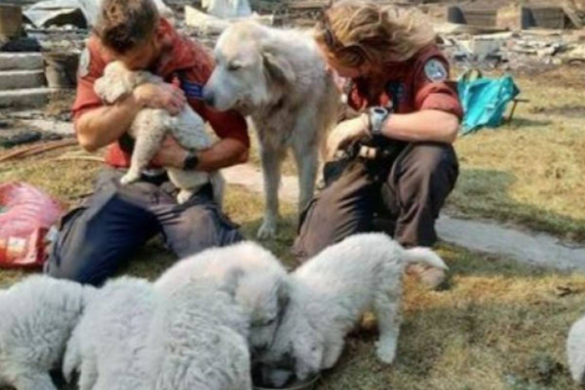 Wildfire rescues pets in Lytton. (GoFundMe)