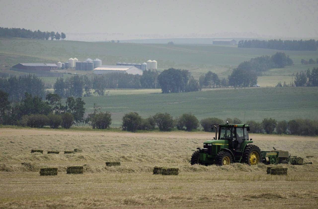 Farm hand Connor Hunt bales a hay crop near Cremona, Alta., Monday, July 17, 2017. Farmers are calling for emergency relief as drought ravages crops across the Prairie provinces. THE CANADIAN PRESS/Jeff McIntosh