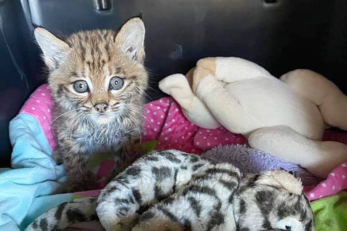 Tucker is recovering and playing with cat toys as he gains his strength at Critter Care in Langley. (Critter Care/Special to the Langley Advance Times)
