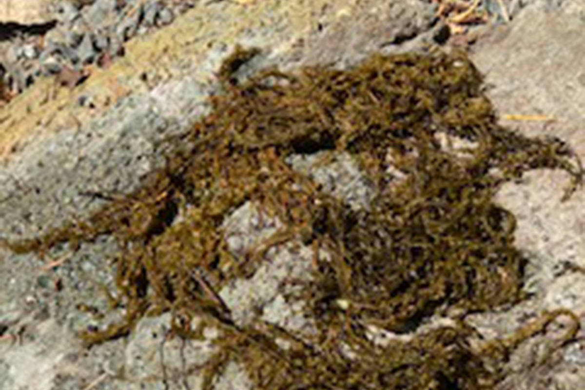 The invasive seaweed Japanese sargassum is rapidly spreading in Maple Bay. (Sue Fryer photo)