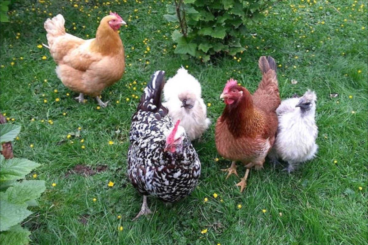 The Town of Qualicum Beach council wants to review its decision not to allow backyard chickens in residential areas. (File photo)