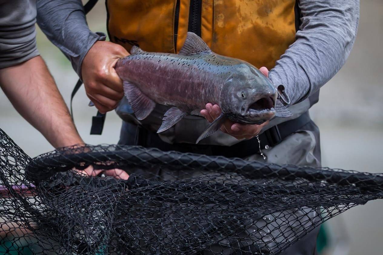 Stuart LePage, of Fisheries and Oceans Canada, sprints to place a salmon in a vessel to be lifted by a helicopter and transported up the Fraser River past a massive rock slide near Big Bar, west of Clinton, B.C., Wednesday July 24, 2019. Officials say thousands of migrating salmon are making their way past an area of British Columbia’s Fraser River that was the scene of waterway restructuring efforts following a massive rock slide more than two years ago. THE CANADIAN PRESS/Darryl Dyck