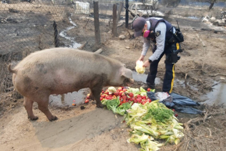 Oliver RCMP Const. Walsh feeds a very hungry pig that was without a food source during recent evacuations from the Nk’Mip fire. (contributed)