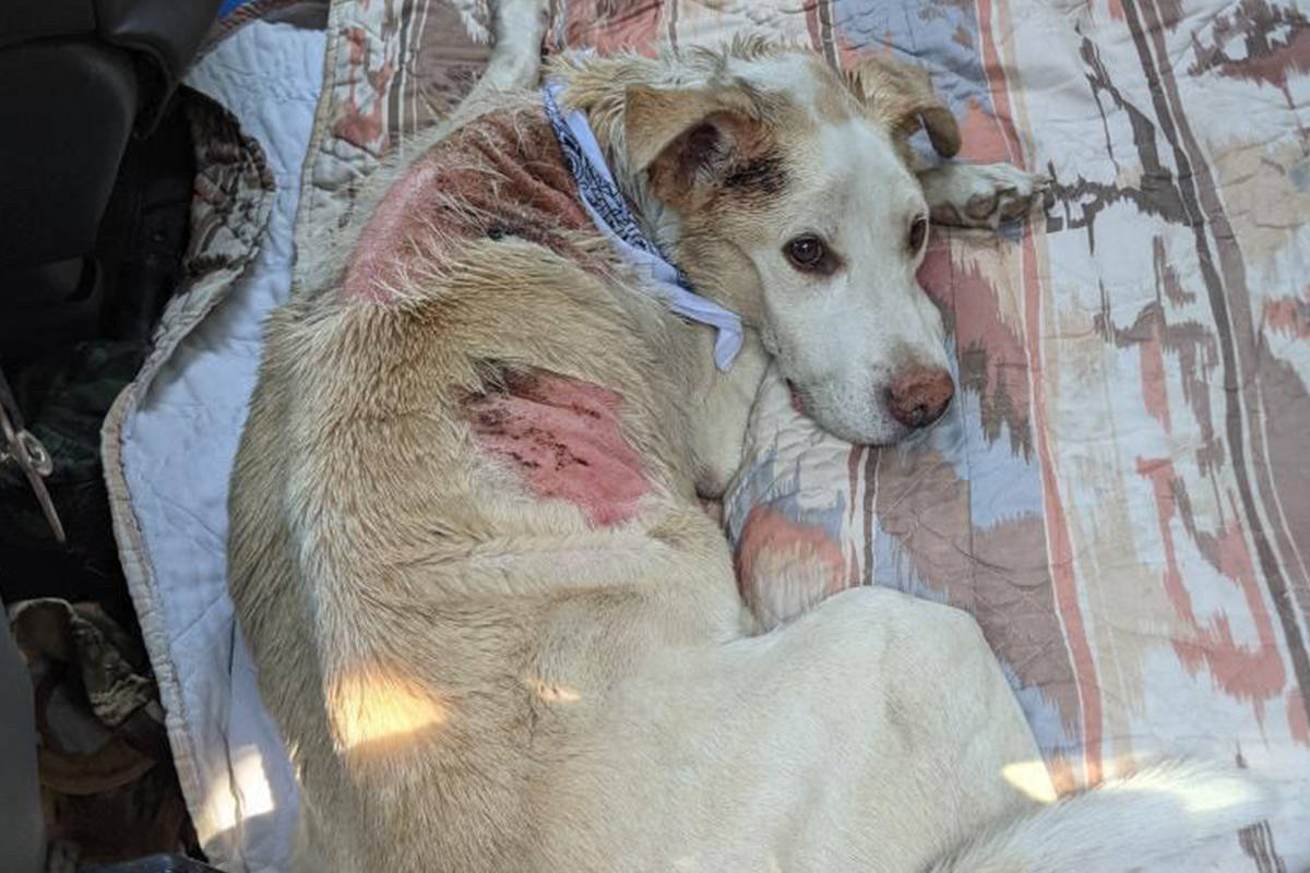 Seven-year-old Tonnerre is recovering from burns sustained in a South Okanagan wildfire. (BC SPCA image)