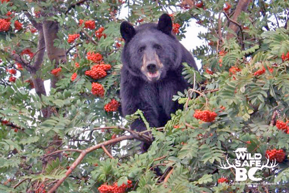 A new volunteer program led by the Tofino Community Food Initiative is aiming to stop unpicked fruit from attracting bears into backyards while also tapping into a delicious local food source. (WildSafeBC photo)