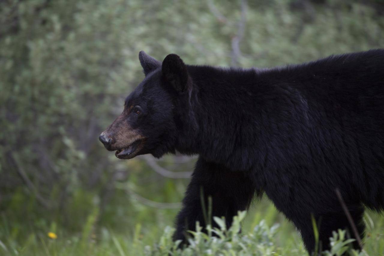 A black bear is seen near Lake Louise, Alberta. (THE CANADIAN PRESS/Jonathan Hayward)