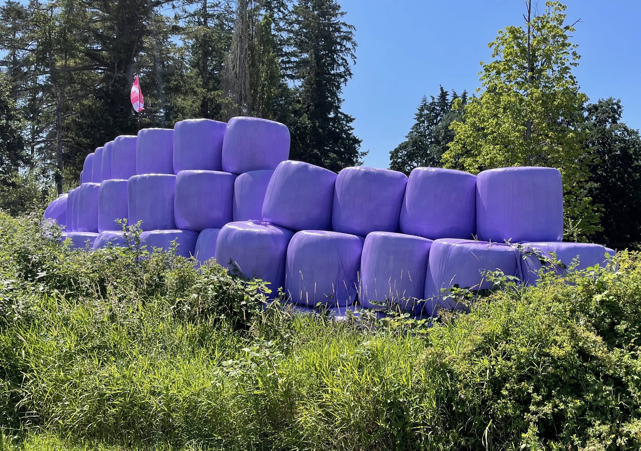 Purple hay bales are the colour of choice for many area farmers. When you see them you know that the farmer has paid extra to support of BC Children’s Hospital. (Sidney Venier photo)