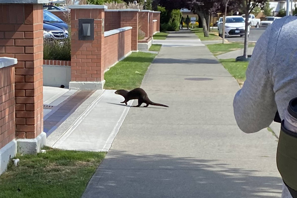 A river otter came out of the water to explore the neighbourhood near Victoria Harbour on Aug. 9. (Courtesy of Carly Nagtegaal)