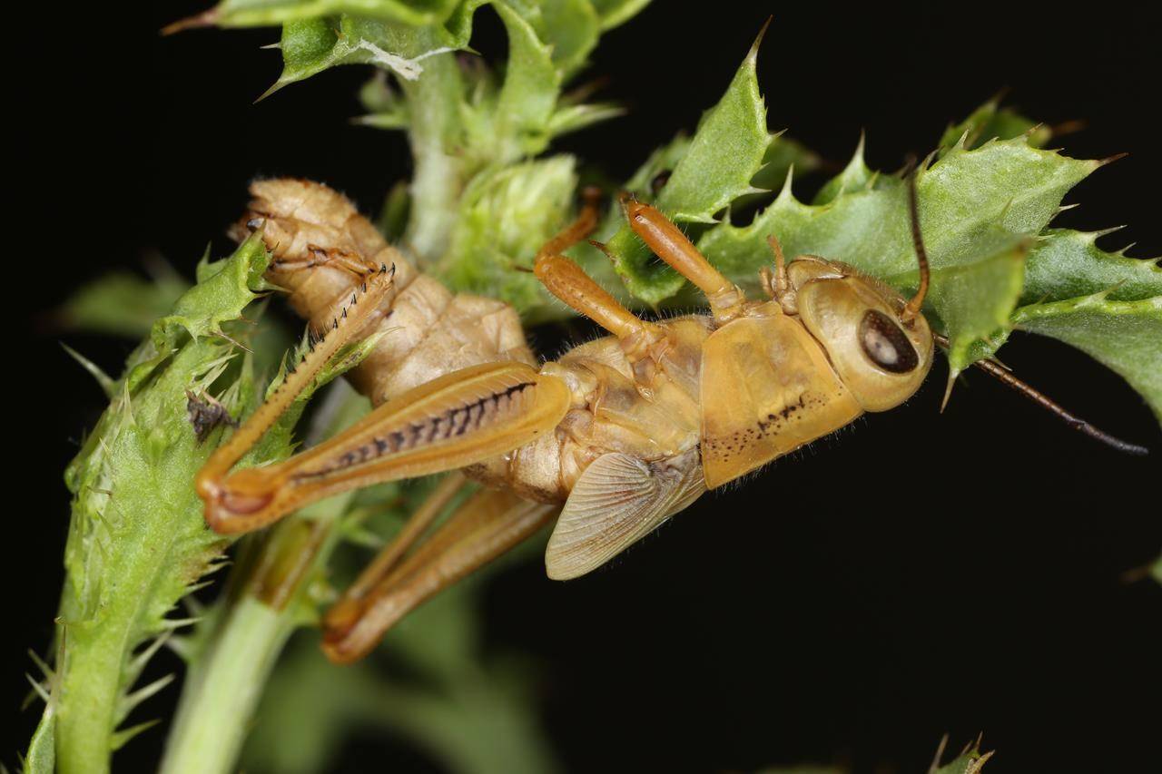 A two striped grasshopper infected with Entomophaga grylli, a fungal pathogen which only kills grasshoppers, is seen on a plant near Lethbridge, Alta., in a July 2021 handout photo. A pattern of dry, hot weather across the Prairies over the past few years has resulted in a grasshopper infestation of epic proportions, with some experts saying the nuisance is negatively affecting every part of the agriculture industry. THE CANADIAN PRESS/HO-Dan Johnson, *MANDATORY CREDIT*