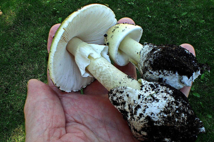 Death Cap mushrooms are not new to Oak Bay or Vancouver Island. (Black Press Media file photo)