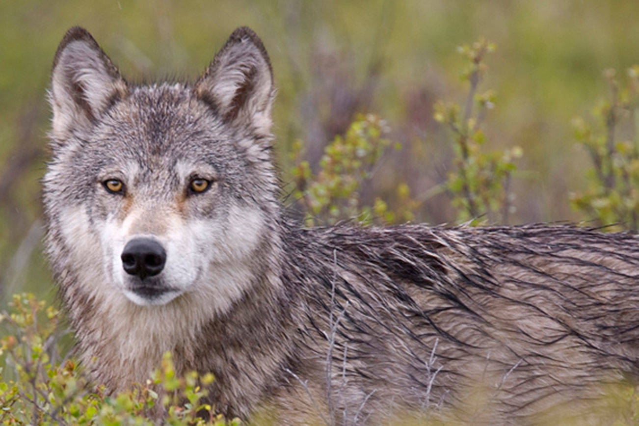 Royal Roads University issued a campus-wide alert Aug. 16 after what is thought to be a wolf was spotted at the Esquimalt Lagoon. (Submitted/BC Parks)