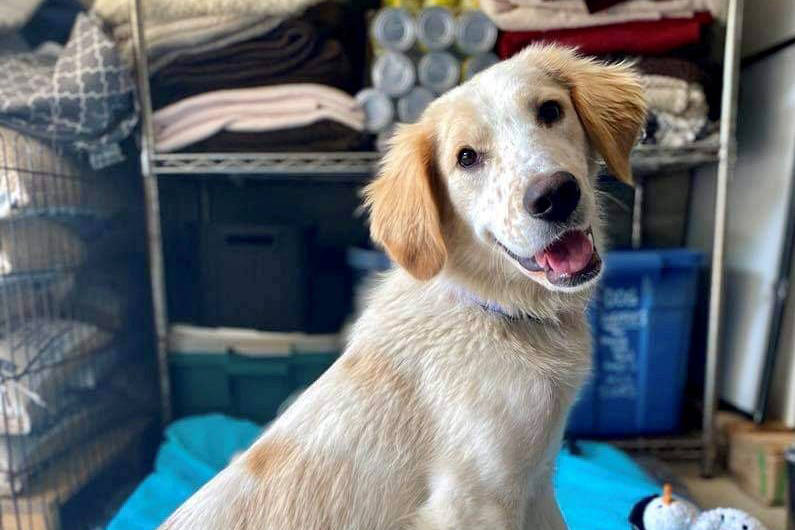 The BC SPCA is raising funds for Toki, an injured dog who was found abandoned outdoors in Port Alberni. (SUBMITTED PHOTO)