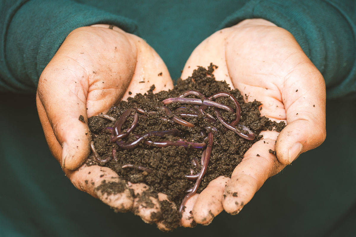 A centennial worm poop project is happening in collaboration between the Victoria Horticultural Society and the Compost Education Centre. (Pexels)