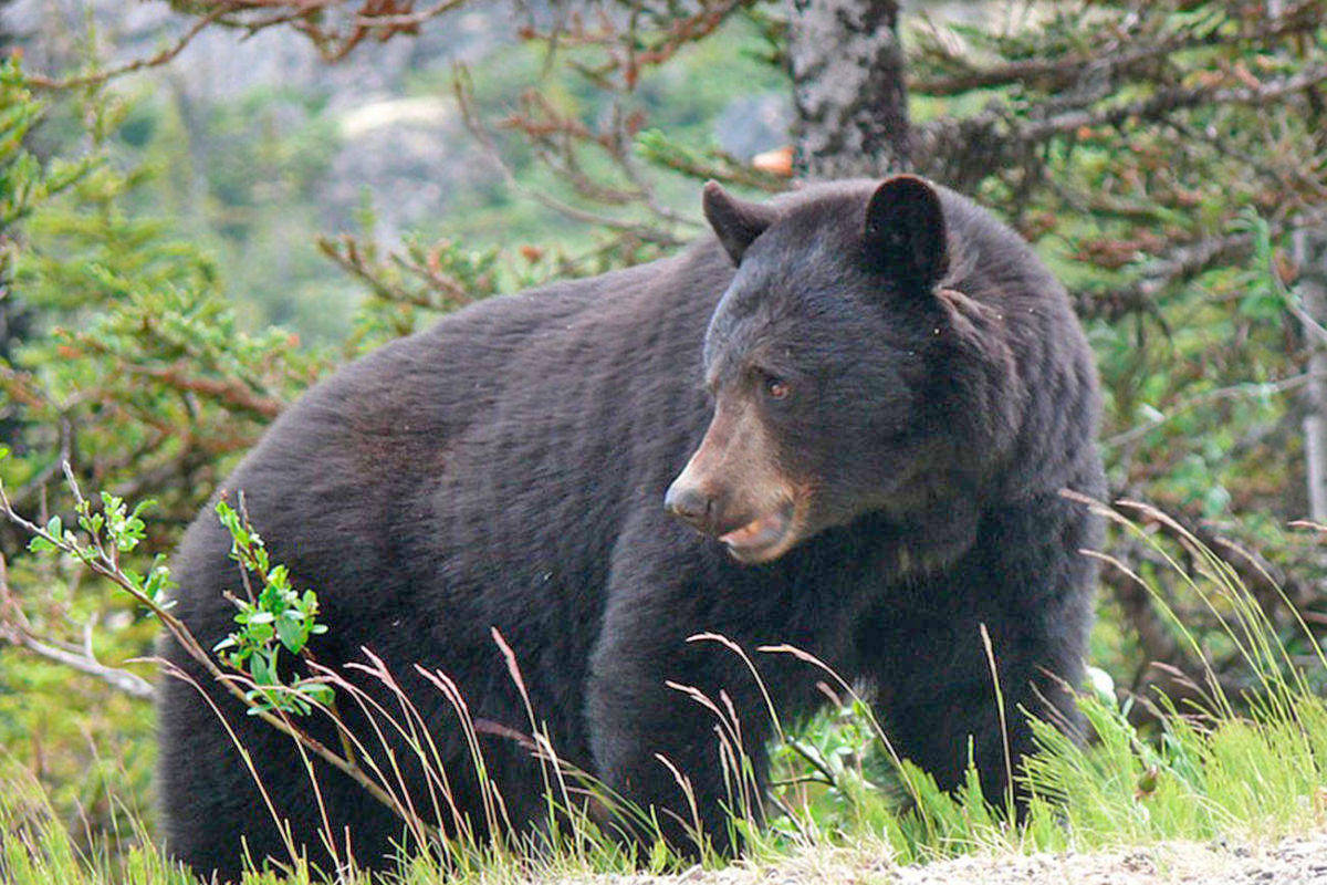 The Pacific Rim National Park Reserve issued a bear warning on Aug. 25. (Westerly file photo)