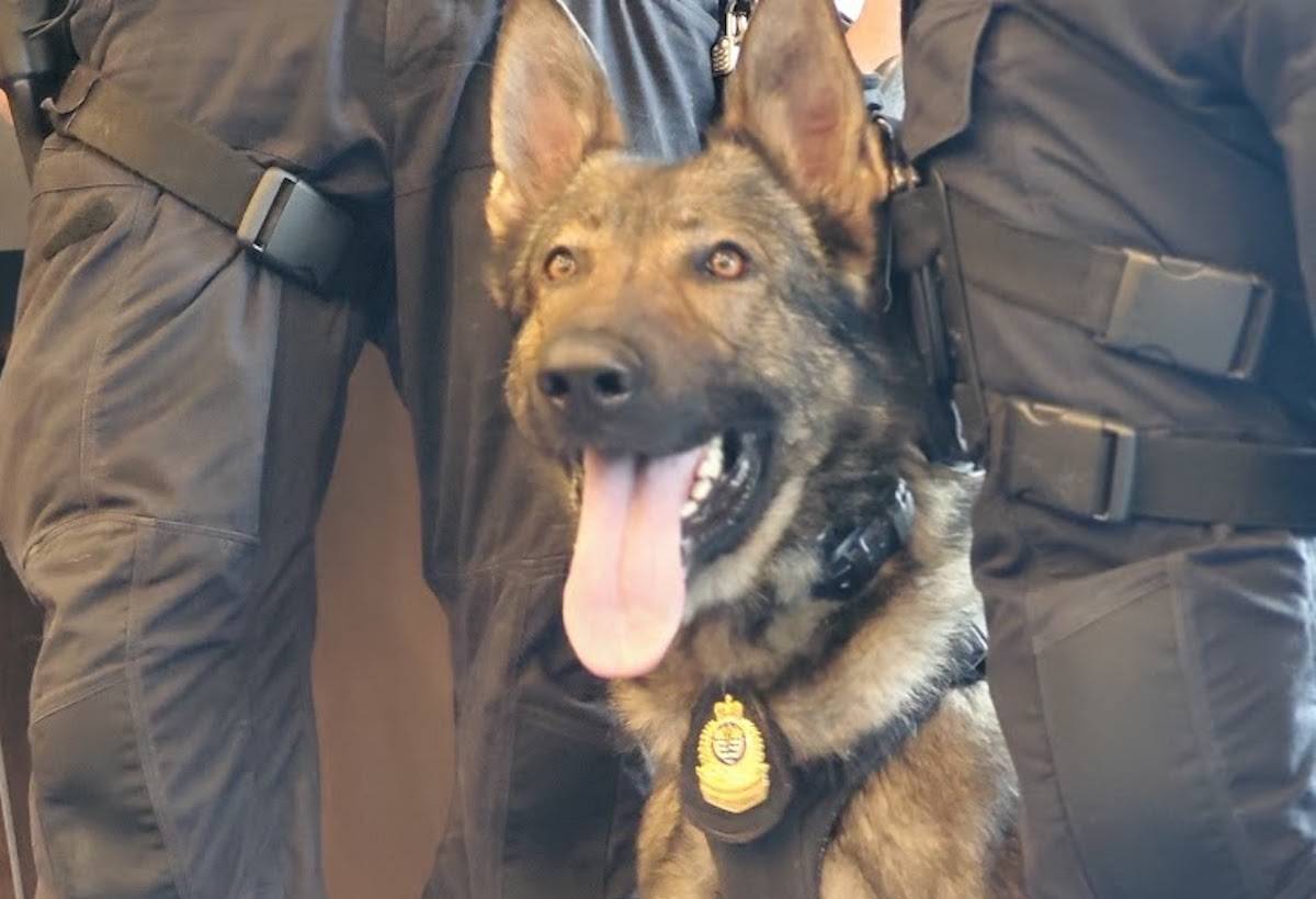Vancouver police service dog Mando (Vancouver police handout)
