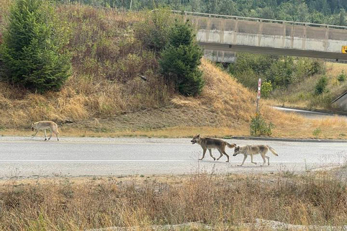 A shot of a pack of hybrid wolf-dogs that have suddenly appeared in the eastern Fraser Valley: from Laidlaw to Popkum. If you know anything about the origin of these animals, please call the Report All Poachers and Polluters hotline at 1-877-952-7277 (RAPP). (Valerie Schepannek/Facebook)