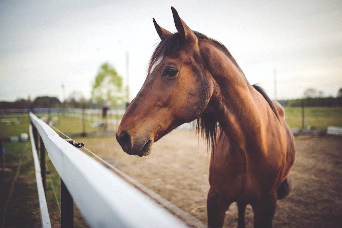 Ivermectin is a medication that is used to treat parasite infestations in dogs, cats and large animals. While a form of ivermectin that is safe for human consumption exists, it is not approved to treat or prevent COVID-19. (Pexels)