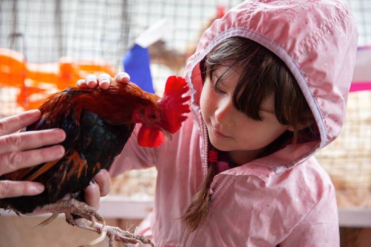 The Sooke Fall Fair hopes to go all out in 2022, but for this year the fair is spread out over a couple of weeks. (File - Sooke News Mirror)