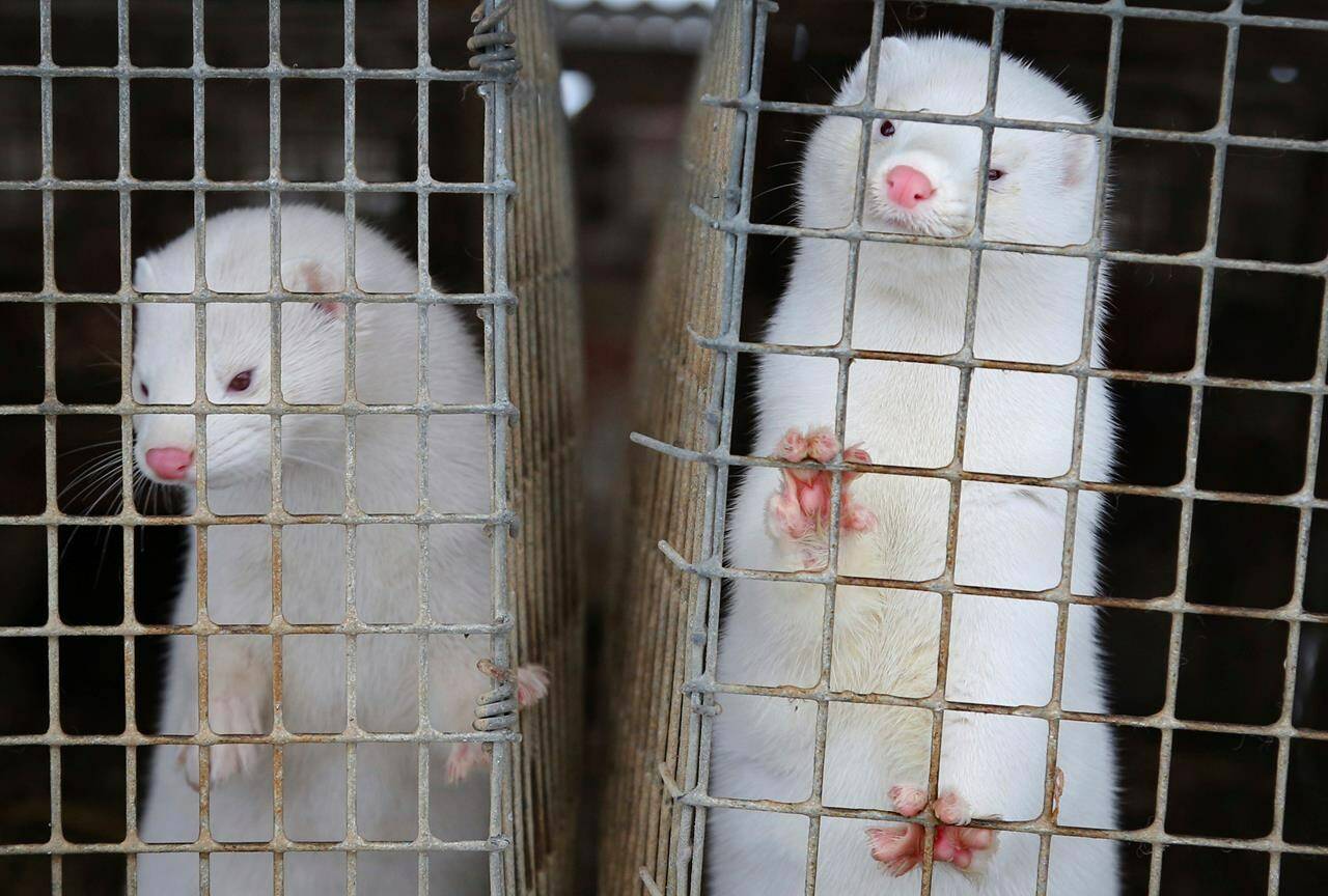 Minks look out of a cage at a fur farm in the village of Litusovo, northeast of Minsk, Belarus. Some mink farmers are concerned about COVID-19 spread through their mink. There have been outbreaks in mink farms in Europe and millions of mink had to be culled. THE CANADIAN PRESS/AP/Sergei Grits.