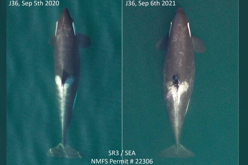 Pregnant southern resident orca J-pod member J36 (Alki) is seen in drone photos (SR3)