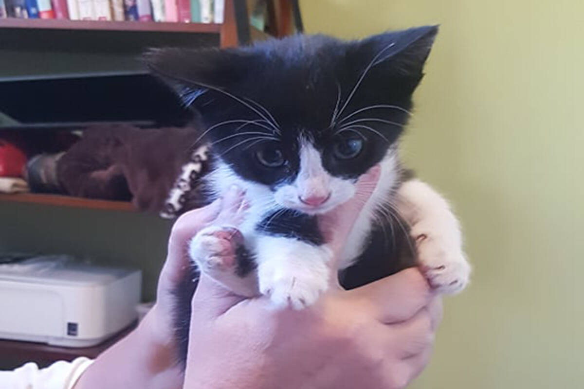 Five kittens have all found homes after being rescued from a landfill in Fort Steele on Monday, September 20, 2021. (Photo courtesy of Leslie Long)