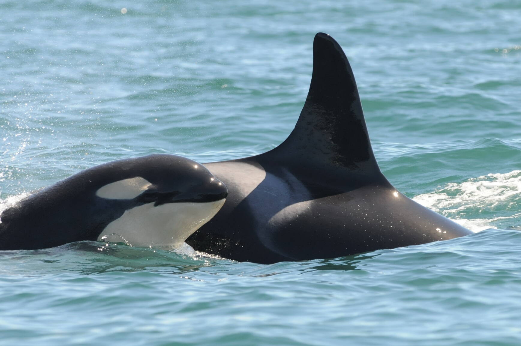 L47 (Marina) pictured with her youngest male offspring, L115 (Mystic) in 2011. (Courtesy of the Center for Whale Research)
