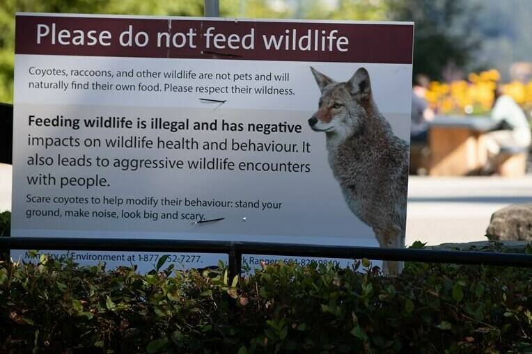 A sign warning people not to feed wildlife is seen at Stanley Park after numerous people have been attacked by coyotes, in Vancouver, on Thursday, Sept. 2, 2021. THE CANADIAN PRESS/Darryl Dyck