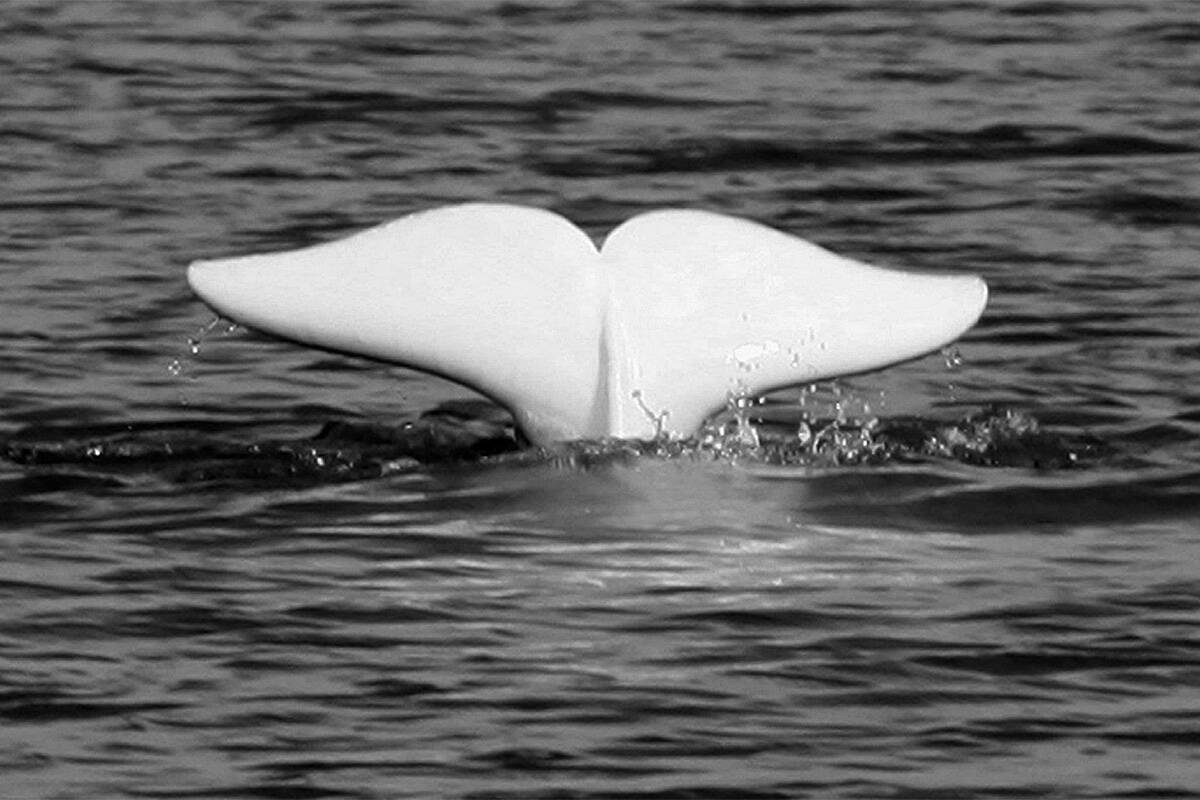 A beluga whale shows his tail in the St.Lawrence River near Tadoussac Que., on July 24, 2006. A pioneering study of seven belugas in Canada’s remote Arctic waters has found microplastics in the innards of every single whale. (Jacques Boissinot/CP)