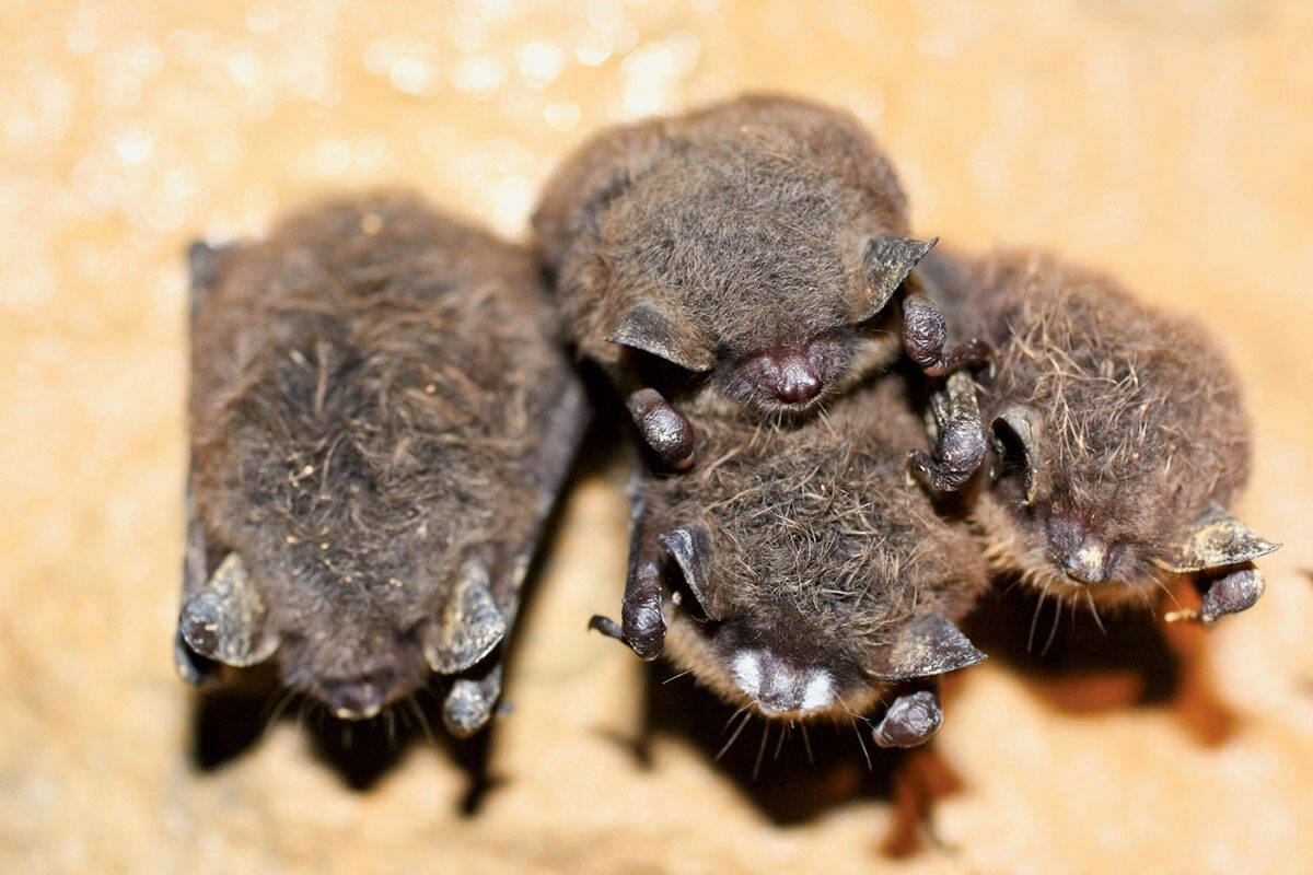 A cluster of brown bats in Canoe Creek near Nanaimo exhibit white-nose syndrome, a deadly fungus. BatWeek in Greater Victoria aims to appreciate and educate the community about bats, Oct. 24 to 31. (Photo courtesy of Habitat Acquisition Trust)