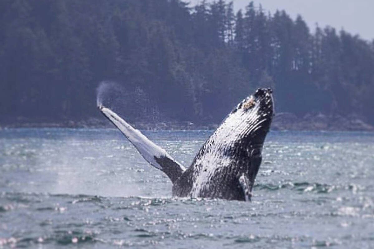 This humpback whale, known locally as ‘Pinky’ can now head off to Hawaii after being rescued from entanglement near Ucluelet on Friday. (Photo - Karyssa Arnett, Strawberry Isle Marine Research Society)