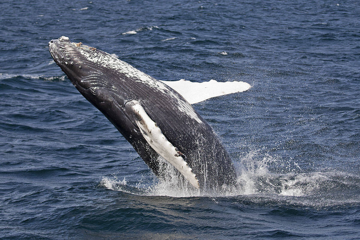 A humpback whale calf breaches the ocean’s surface in fall 2021. (Credit: Val Shore, Eagle Wing Tours, PWWA)