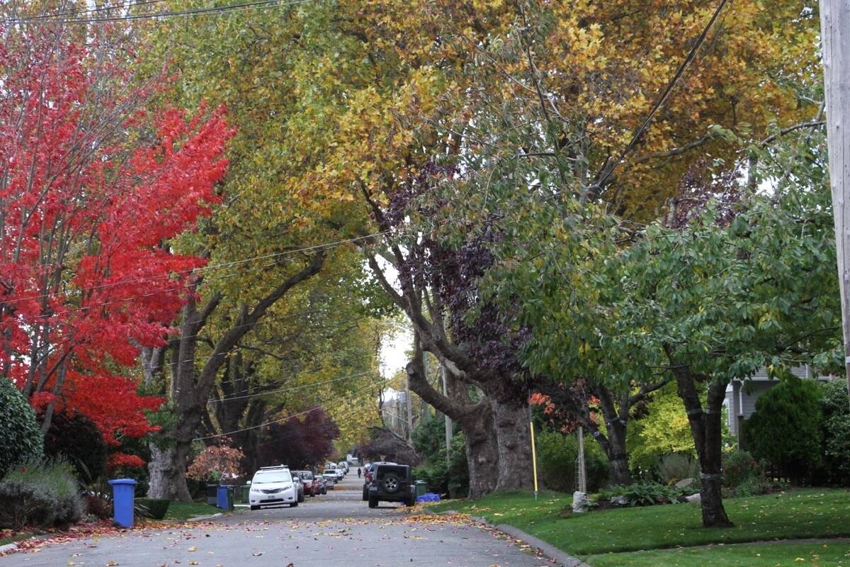 It’s fall in Oak Bay and the district leaf collection program is well underway. (Christine van Reeuwyk/News Staff)