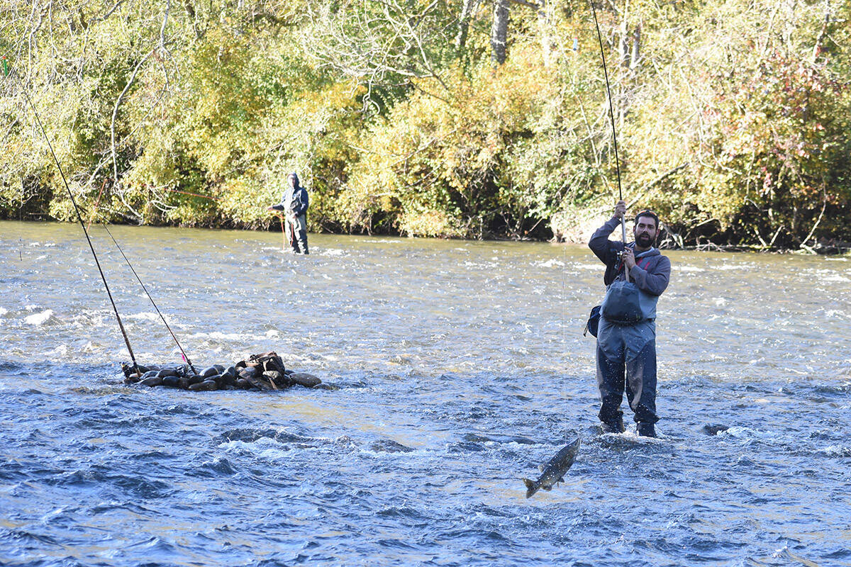 A salmon leaps out of the water while fighting a line in the Puntlege River in Courtenay. Photo by Terry Farrell