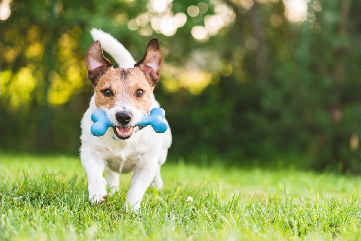 Sooke council approved the community’s first dog park at Pond’s Park Corridor in July. The park will open next year. (File - Metro-Creative)