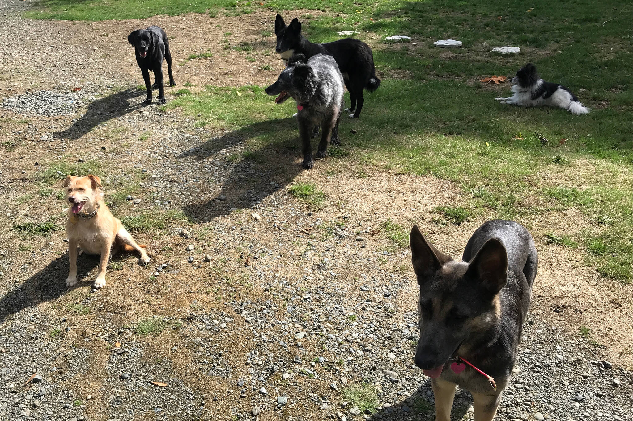 Some of the dogs Leanna Richardson has been fostering for the Victoria Humane Society. The society and its volunteers have been hit with a surge of surrendered pets, many of which require socialization, forcing them to start turning animals away. (Photo courtesy of Leanna Richardson)