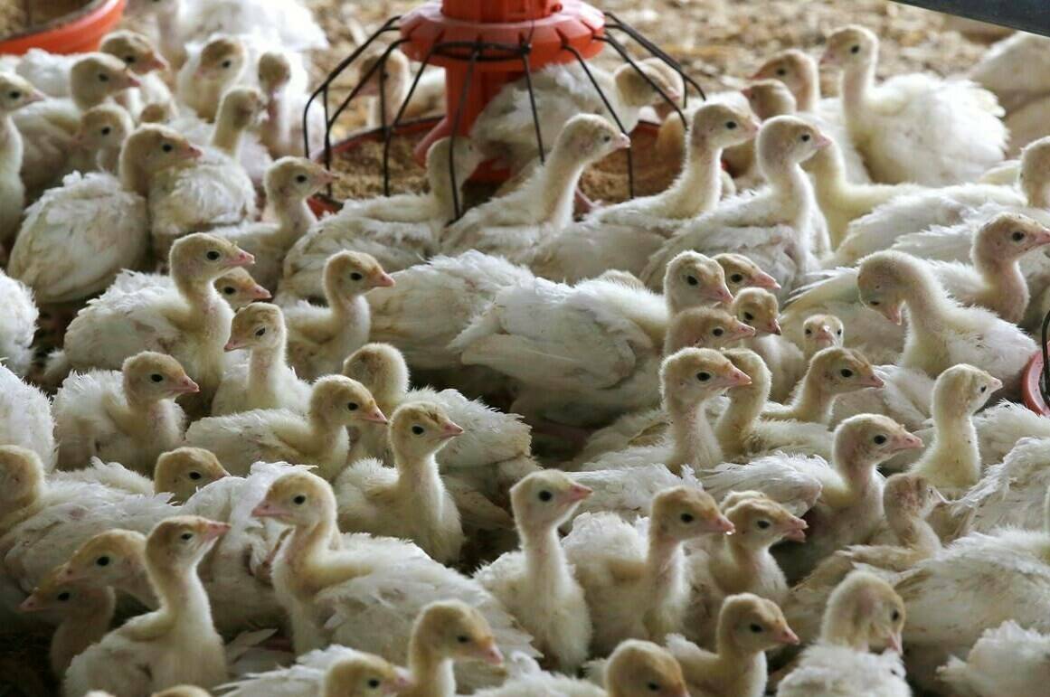 In this Monday, Oct. 16, 2017 photo, baby turkeys stand in a poultry barn at Smotherman Farms near Waco, Texas. THE CANADIAN PRESS/AP-LM Otero
