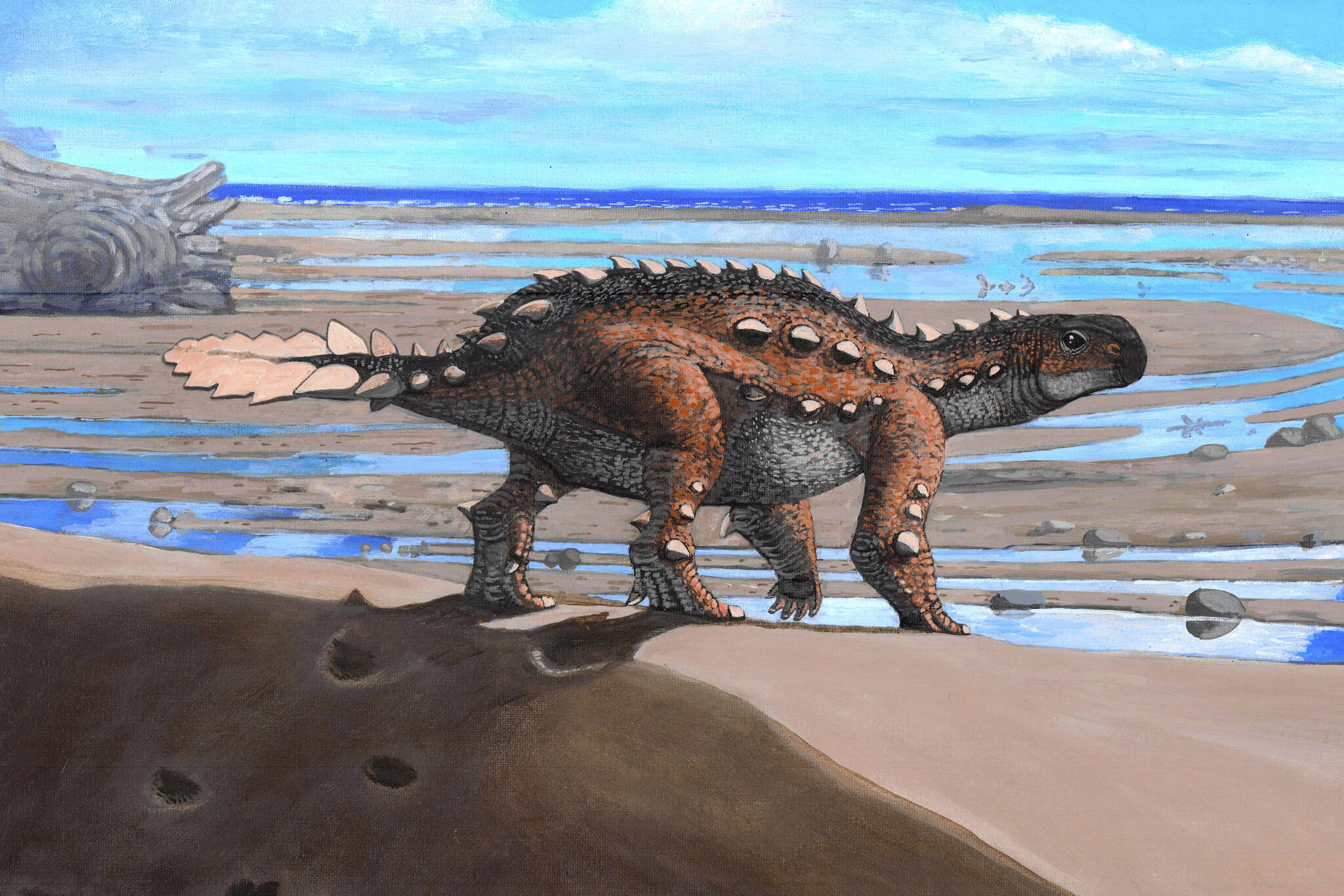 This illustration provided by Luis Perez Lopez shows a Stegouros. Fossils found in Chile are from the bizarre dog-sized dinosaur species that had a unique slashing tail weapon, scientists reported Wednesday, Dec. 1, 2021. (Luis Perez Lopez via AP)