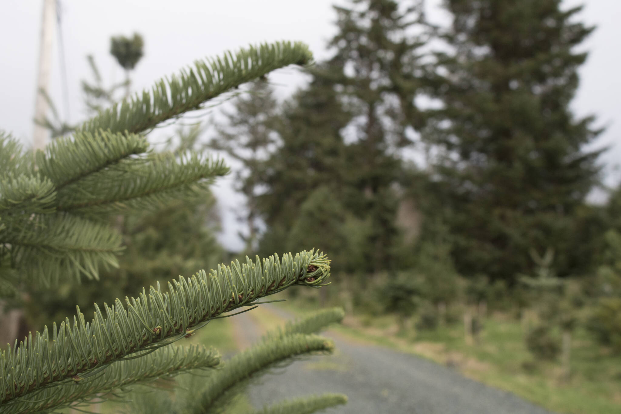 The trees on the Brook's property were relatively unaffected by the drought. (Bailey Moreton/News Staff)