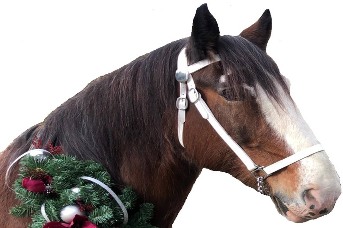 Draft horses will be on hand for photo booth opportunities on Saturday, Dec. 11, for a small cash donation or non-perishable food, to be donated to the Saanich Peninsula Lions Food Bank. (Photo courtesy of Tally-Ho Carriage Tours)