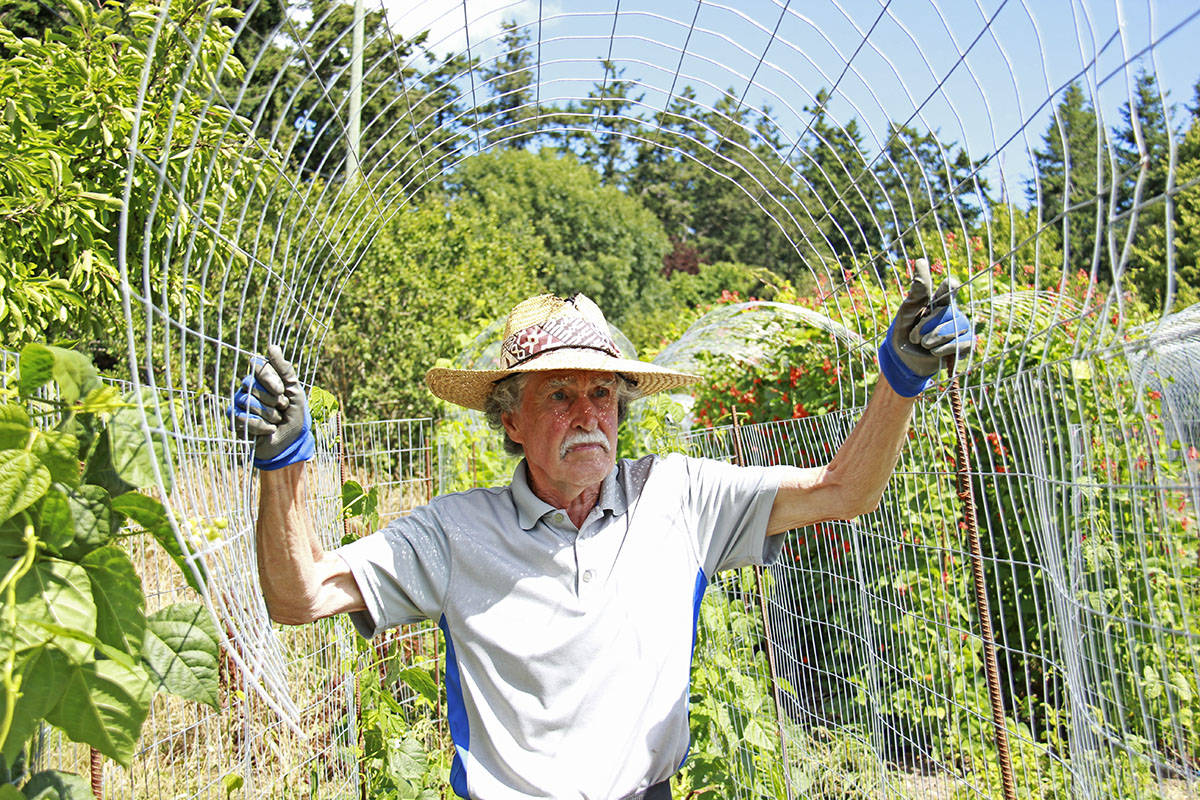 Bending lengths of chicken wire into arches, Philip Smith constructs trellises for beans to run their way up. Drawn to the work and the cause, Smith has been volunteering at the farm three days a week since March. 
“It’s fun because there’s different stuff all the time and it’s outside and I’ve got a wonderful boss – don't tell him I said that," he says with a cheeky smile. “It may not be for everybody but I enjoy it.” (Jane Skrypnek/News Staff)