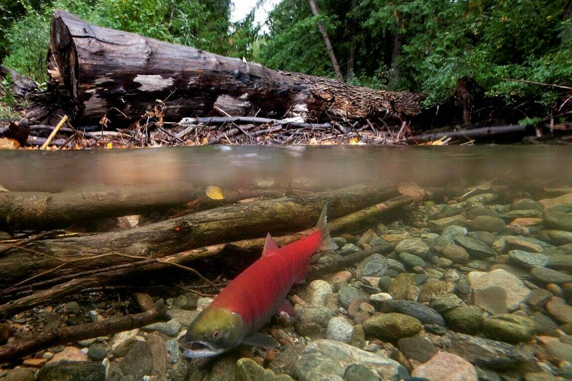 Spawning sockeye salmon are seen making their way up the Adams River in Roderick Haig-Brown Provincial Park near Chase, B.C., Tuesday, Oct. 4, 2011. THE CANADIAN PRESS/Jonathan Hayward