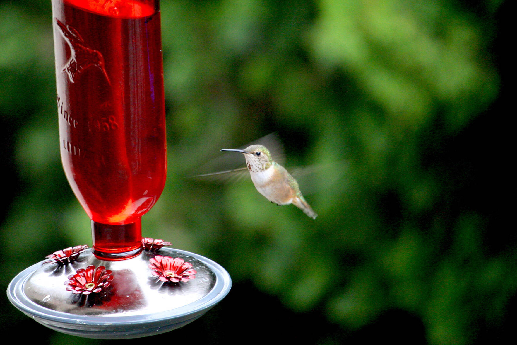Anna’s hummingbirds, many of which depend on bird feeders around Greater Victoria homes, can be put in peril when those feeders freeze up during the cold weather, or are not cleaned regularly. (Black Press Media file photo)