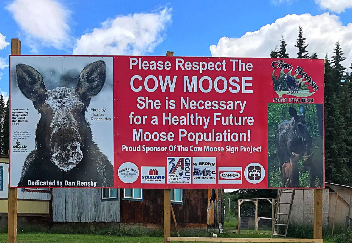 The BC Conservation Officer Service is investigating the illegal harvesting of a cow and calf moose near Horsefly. (Dan Simmons photo)