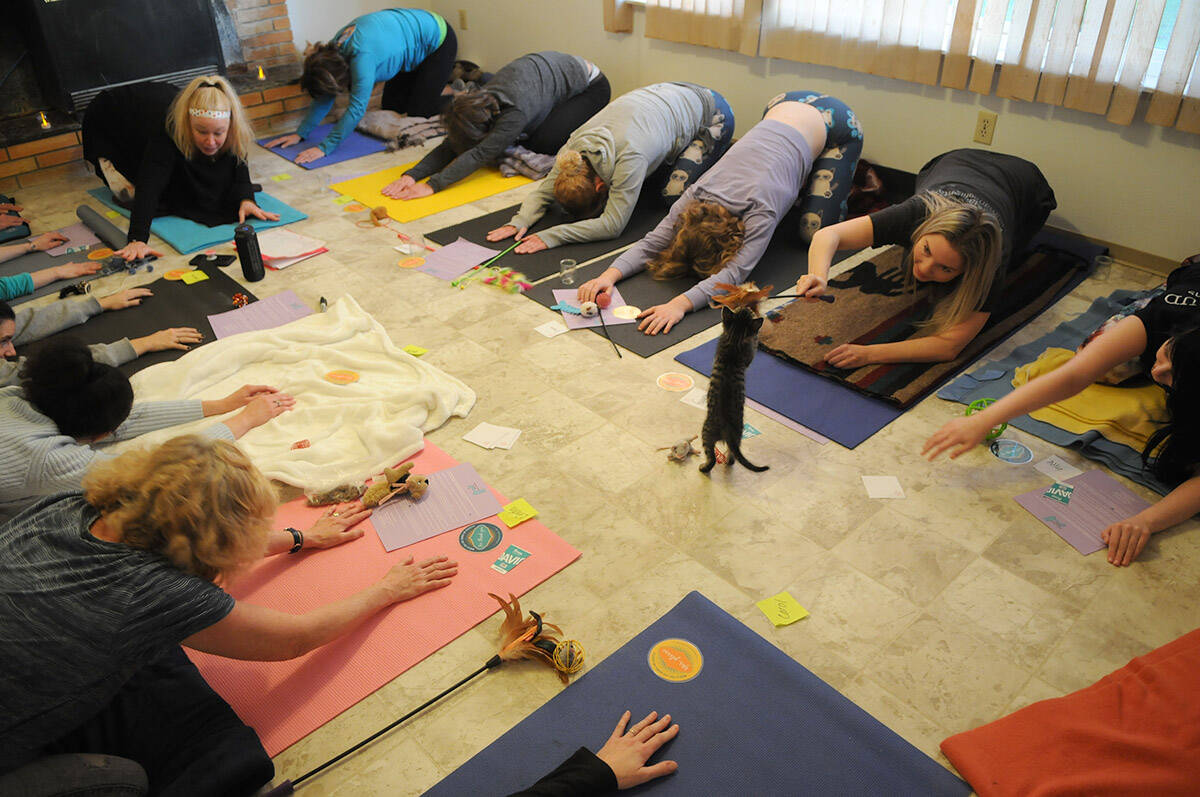 A kitten interacts with a human as folks take part in Yoga with Cats on Mats at the Chilliwack Animal Safe Haven, 2019. Indoor yoga, gyms and dance studios have been shut down since before Christmas by a COVID-19 public health order. (Jenna Hauck/Chilliwack Progress)
