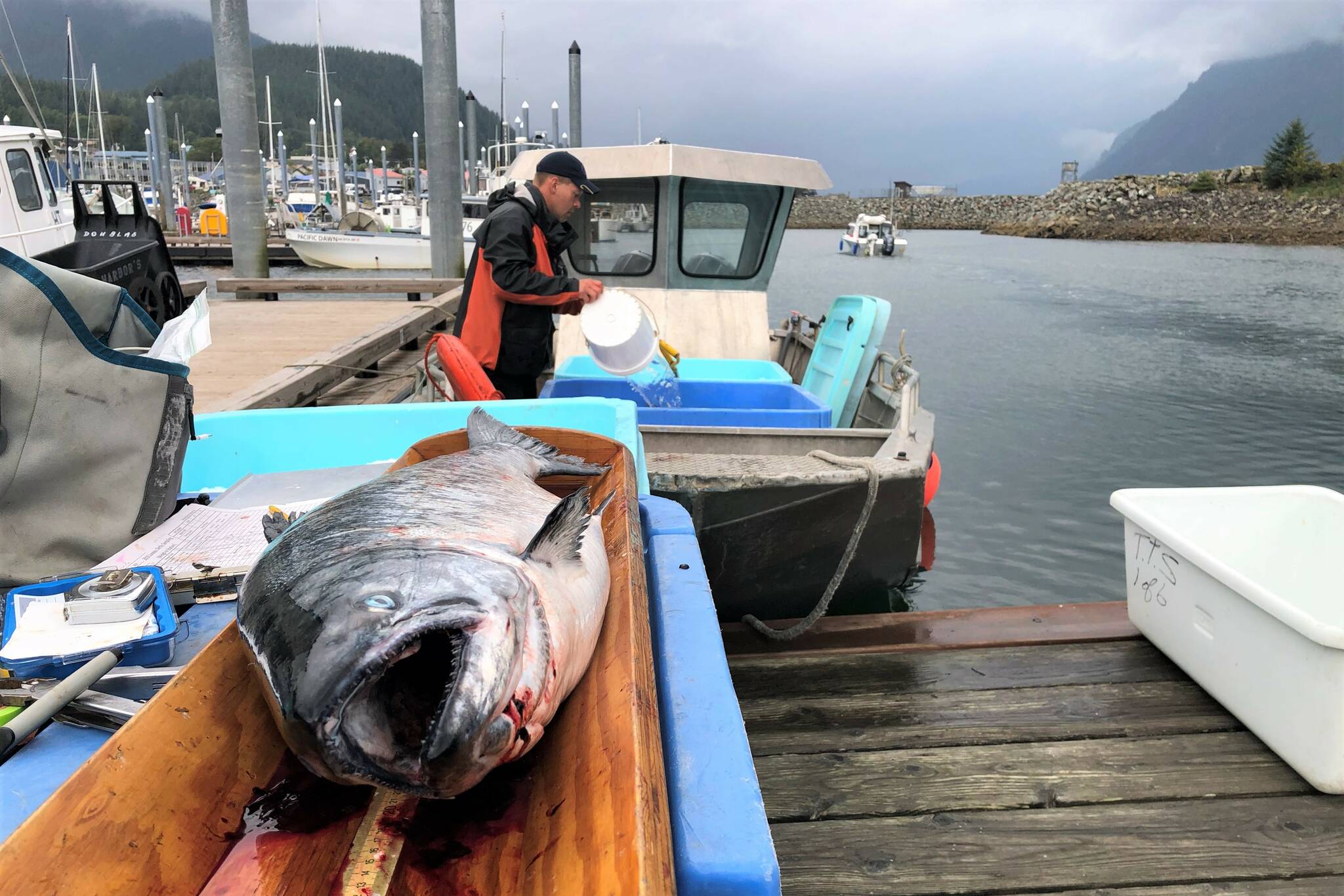 A king salmon is laid out for inspection by Alaska Department of Fish and Game at the Mike Pusich Douglas Harbor officials during the Golden North Salmon Derby on Aug. 25, 2019. (Peter Segall / Juneau Empire)