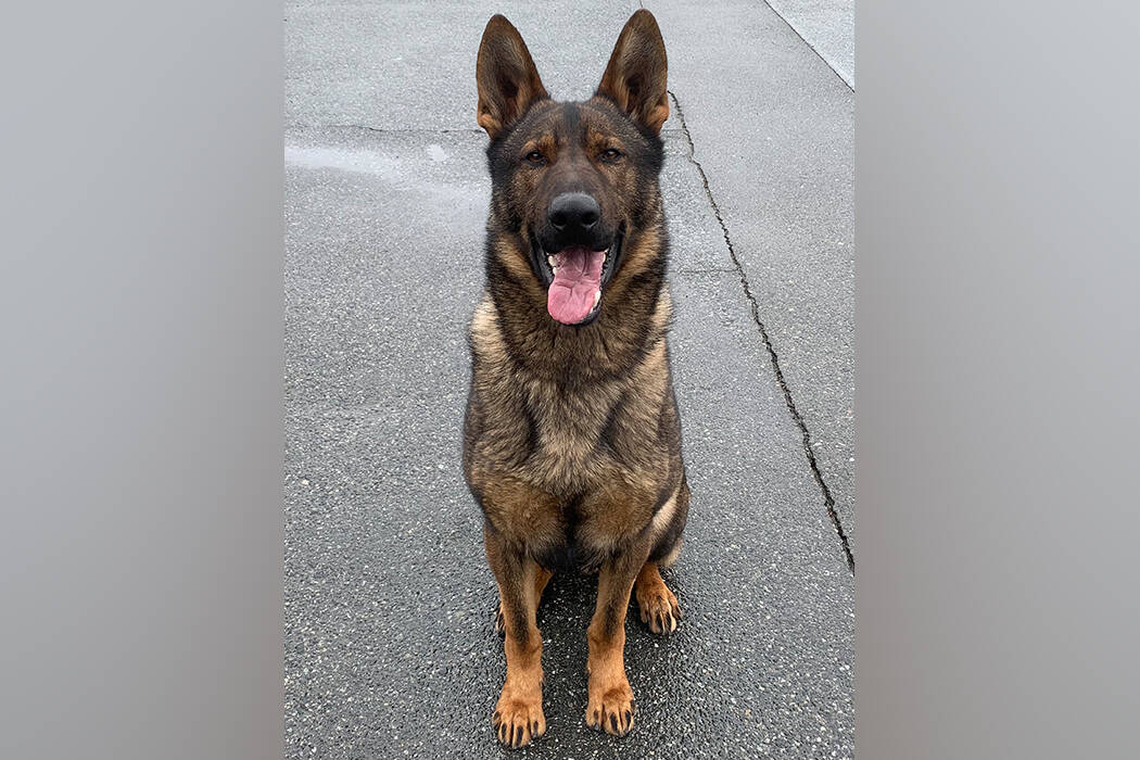 Nanaimo RCMP police service dog Luthor is credited with tracking down a hiker who had become lost and wet in near-freezing temperatures in the woods near Nanaimo last week. (Photo submitted)