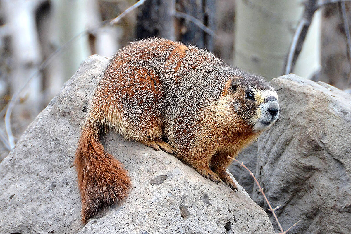 Before hibernation, Vancouver Island marmots are nearly twice their springtime weight, averaging about 6.5kg. Photo submitted by NIWRA
