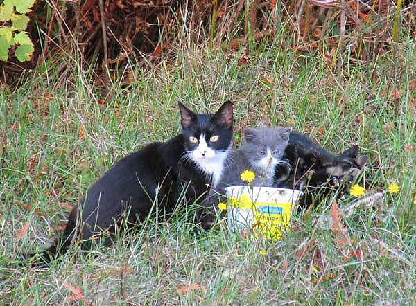 Feral cats tended to by the Sooke Animal Food and Rescue Society. The society celebrates its 10th anniversary this year. (Contributed - SAFARS)